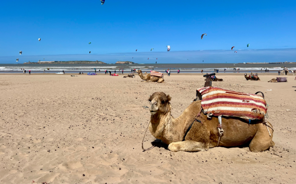 Camel riding in Essaouira