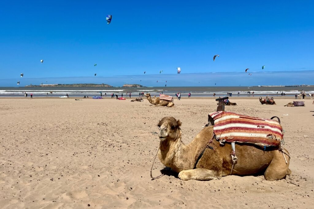 Camels resting on Essaouira beach with kitesurfers and kites in the background on a sunny day.
