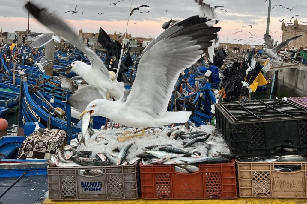 Seagulls swooping over fresh fish at Essaouira's bustling harbour, with traditional blue fishing boats in the background.